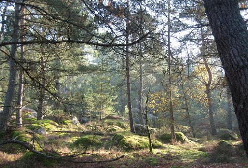 officium - Forêt de Fontainebleau